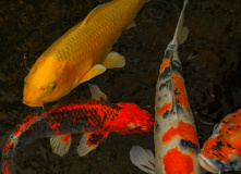 Япония, Каникулы в Японии для детей и взрослых