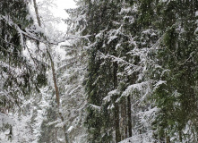 Подмосковье, Кругами к Зосимовой пустыни (с элементами разведки)