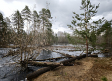 Подмосковье, Сплав по реке Поля «Cквозь лес на байдарках»