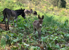 Узбекистан, Лето, весна, зима и снова лето: пеший поход по весенним горам Западного Тянь-Шаня