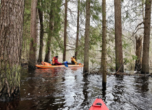 Подмосковье, Сплав по реке Поля «Cквозь лес на байдарках»