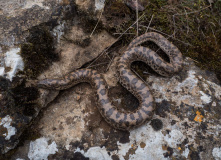 Дагестан, Дагестан глазами натуралиста