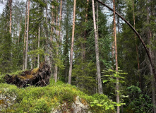 Карелия, Молодёжный сплав по реке Писта (Пистайоки) на катамаранах