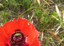 Центральный регион, Из Самары в Ширяево: водная прогулка + лёгкий поход