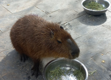 Китай, Где рождались легенды Поднебесной: Терракотовая армия, Лоян, Шаолинь (разведка)