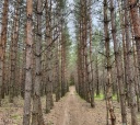 Подмосковье, Пеший поход "Приокскими тропами" (Разведка)