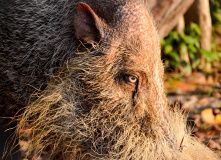 Бородатая свинья. Национальный парк Бако. Остров Борнео