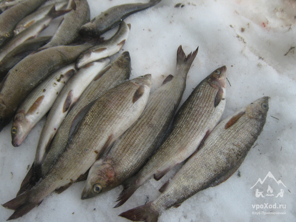 Рыбалка на топозере в Карелии: лучшие места и советы