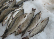Карелия, Зимняя рыбалка в Карелии. Ловля хариуса, сига и кумжи на озере Топозеро