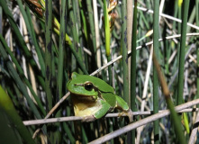Дагестан, Дагестан глазами натуралиста