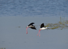 Дагестан, Дагестан глазами натуралиста