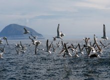 Дальний Восток, Шантарские острова: в поисках мечты (разведка)