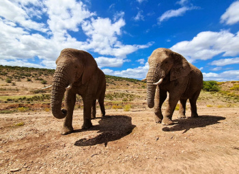 Кения - сафари-тур "В поисках Большой пятёрки"