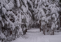 Лыжная прогулка в Ленобласти