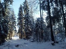 Лыжная прогулка Радищево - Снегири - Подмосковье