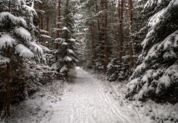 Однодневный пеший поход «Северный лес Подмосковья»