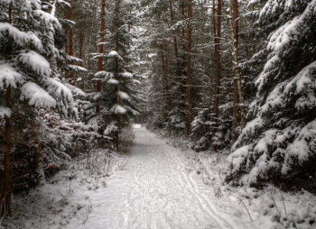 Однодневный пеший поход «Северный лес Подмосковья»