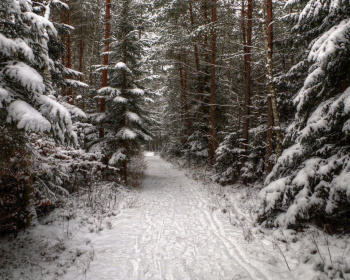 Однодневный пеший поход «Северный лес Подмосковья»