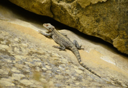 Дагестан глазами натуралиста