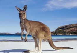 Увлекательное путешествие по Австралии с юга на север