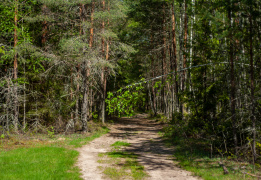 Детский однодневный пеший поход: Сказка Истринского леса