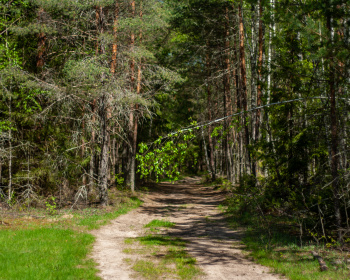 Детский однодневный пеший поход: Сказка Истринского леса