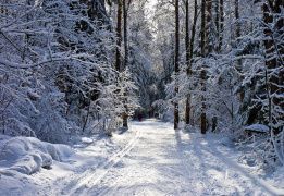 Лыжный поход «Лесная зимняя сказка» (Подмосковье)