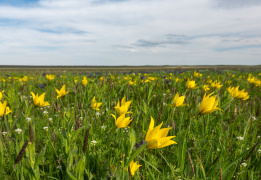 Южное цветочное путешествие: тюльпаны Калмыкии и дикие первоцветы степей