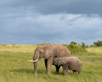 Восхождение на гору Кения и сафари в Масаи-Мара