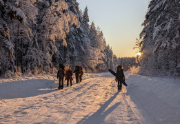 Лыжная тренировка в Ленобласти