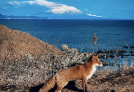 Здравствуйте, я ваша Тятя: поход по острову Кунашир + Сахалин