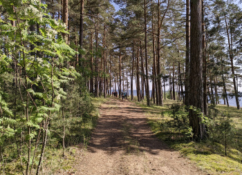 Первые шаги: пеший степенной поход 1 ст.с (Разведка)