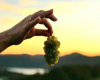 Тропы виноделия в Абрау-Дюрсо