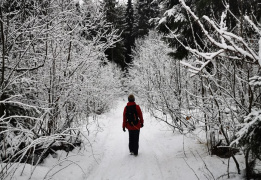 Детский однодневный пеший поход: Сказка Истринского леса