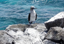 Экспедиция в мир дикой природы: Галапагосские острова