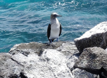 Экспедиция в мир дикой природы: Галапагосские острова