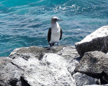 Экспедиция в мир дикой природы: Галапагосские острова