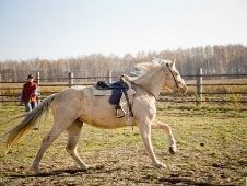 Пеший поход с катанием на лошадях - Нижегородская область