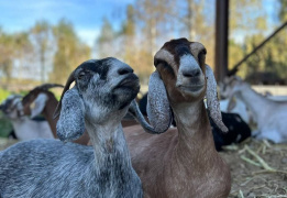 Однодневный сплав по реке Дубна с прогулкой и обедом на Ферме