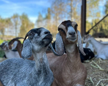 Однодневный сплав по реке Дубна с прогулкой и обедом на Ферме