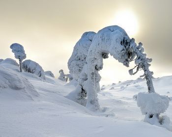 Снегоходный тур в Национальном Парке &quot;Паанаярви&quot;