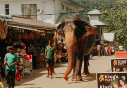 Спящий слон. Путешествие на остров Цейлон