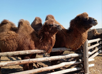 Пеший поход с тёплой ночёвкой в юрте «Погружение в Этномир» (Подмосковье)