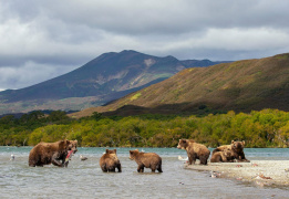 Медвежье Эльдорадо: джип-тур на Курильское озеро и Толмачёв дол (разведка)