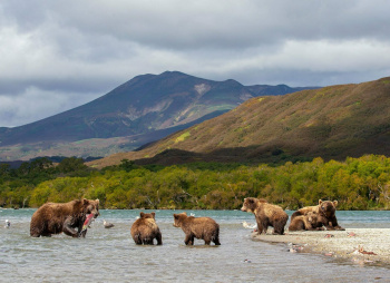 Медвежье Эльдорадо: джип-тур на Курильское озеро и Толмачёв дол (разведка)