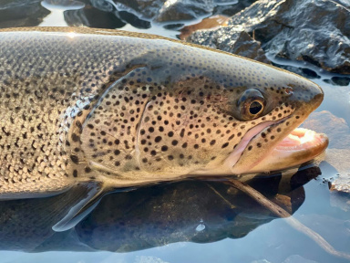 Рыбалка на тайменя, хариуса и кунджу. Река Тумнин (Хабаровский край)