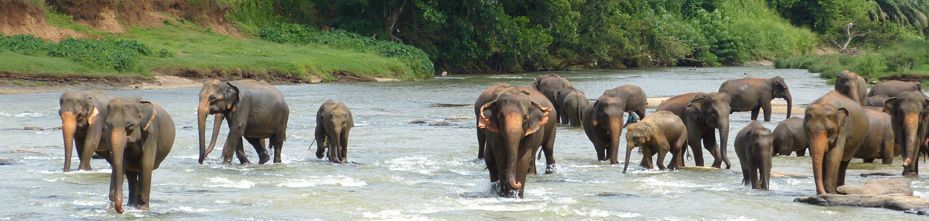 Шри-Ланка (о. Цейлон): походы и активный отдых: ФОТО